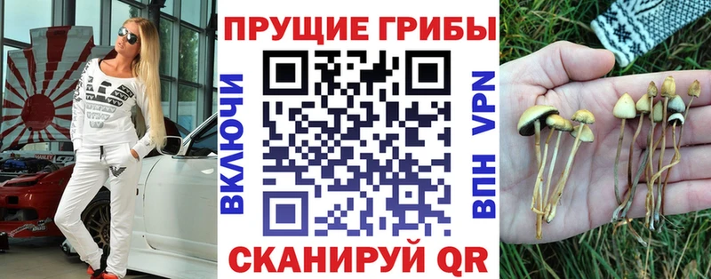 Псилоцибиновые грибы Psilocybe  как найти   Ачинск 